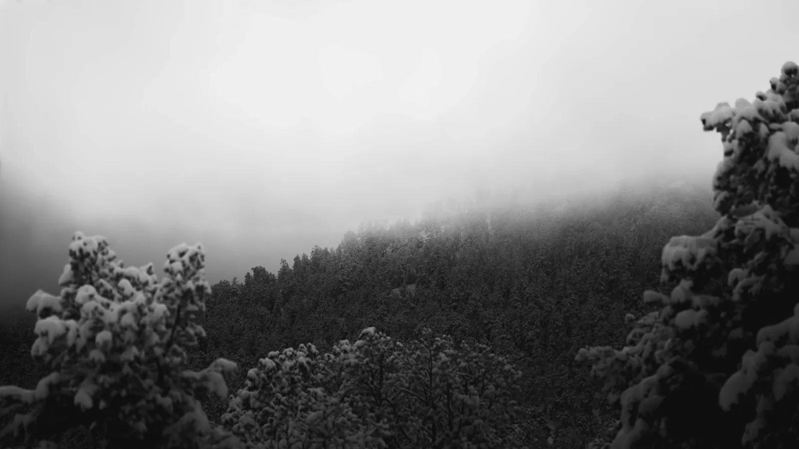 Black-and-white view of snow-dusted evergreens on a foggy mountainside.