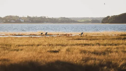 Marsh grass at golden hour with wading birds near a tidal inlet, a shoreline village visible across the water.