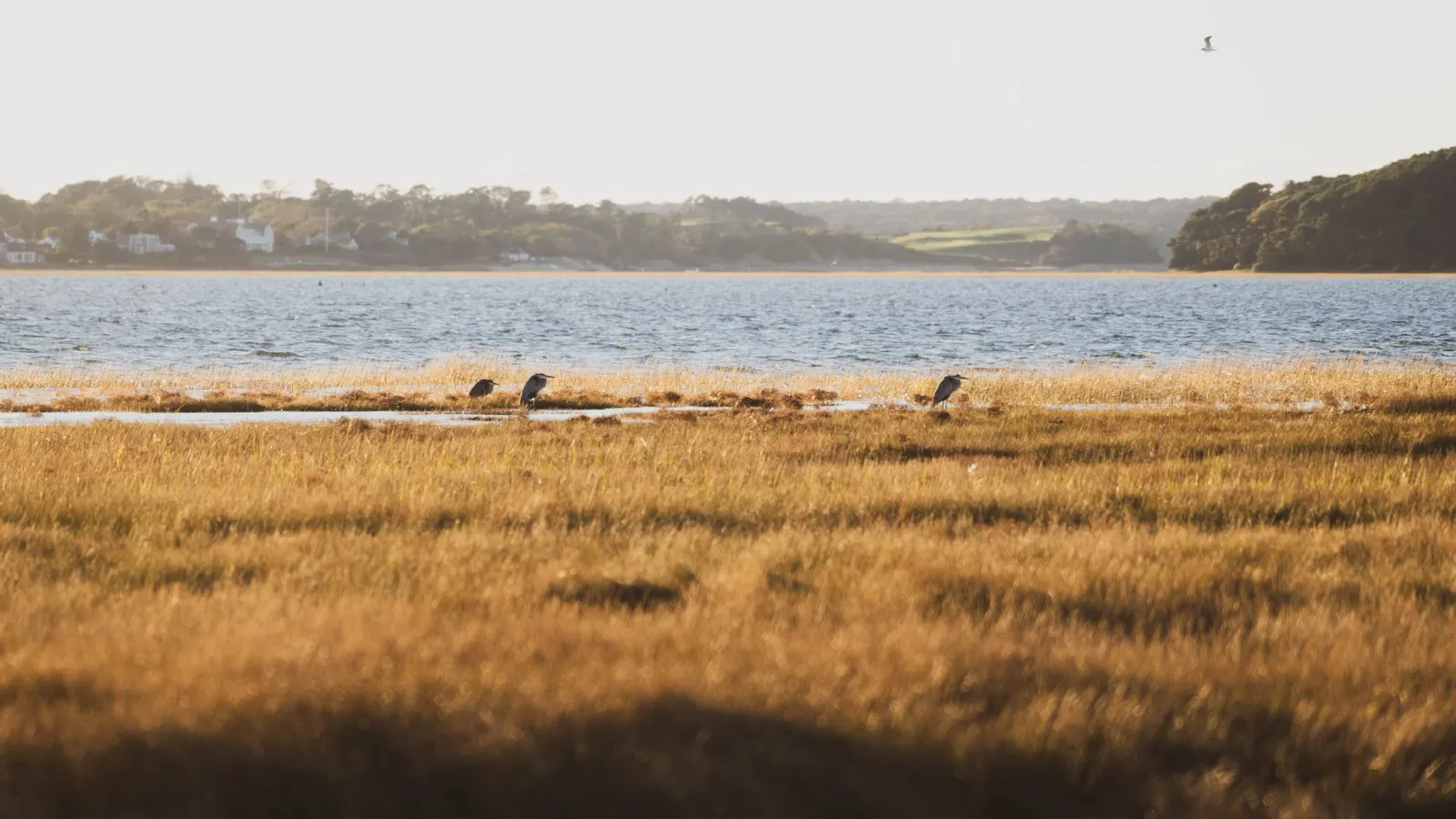 Marsh grass at golden hour with wading birds near a tidal inlet, a shoreline village visible across the water.