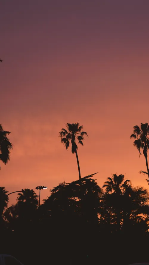 Silhouetted palm trees against a deep orange and purple sunset sky.