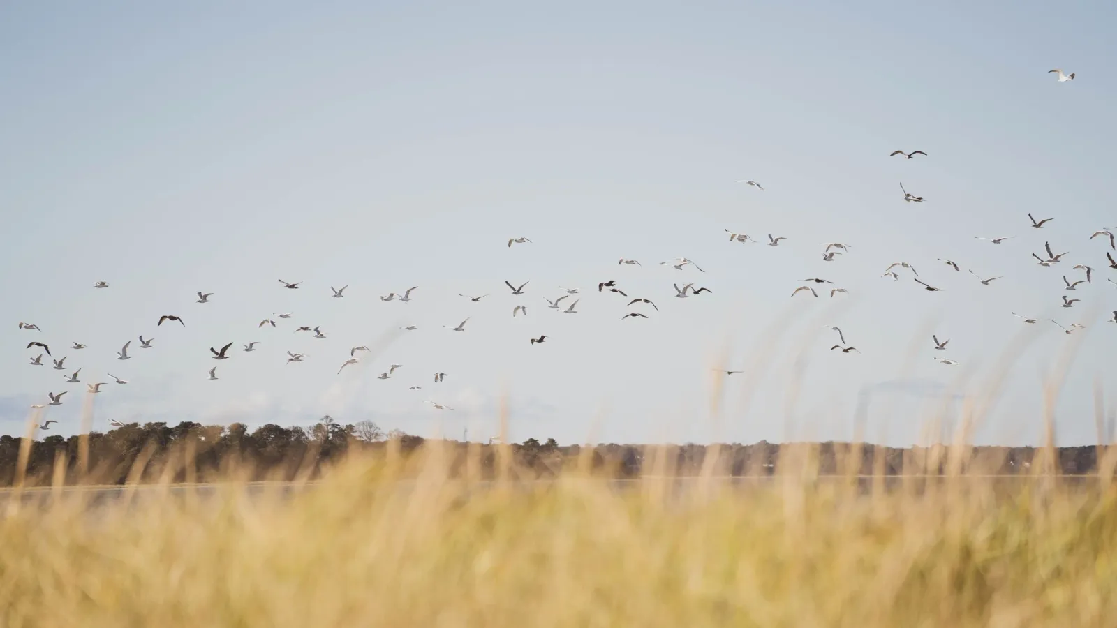 A flock of seagulls wheeling over marsh grass above a tidal creek.