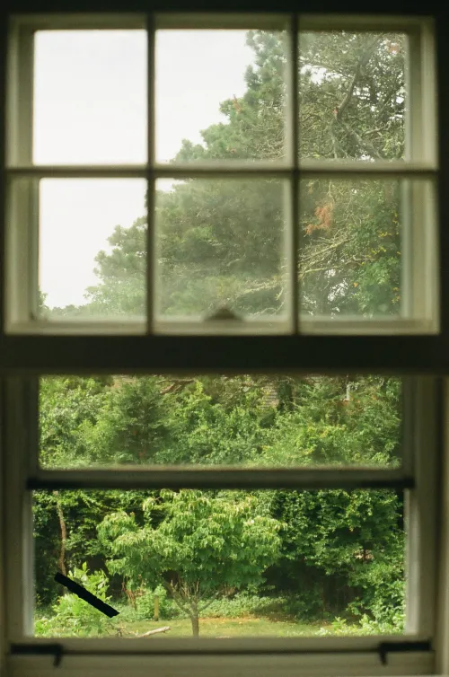 Film photo looking out a multi-pane window at dense green trees and shrubs.