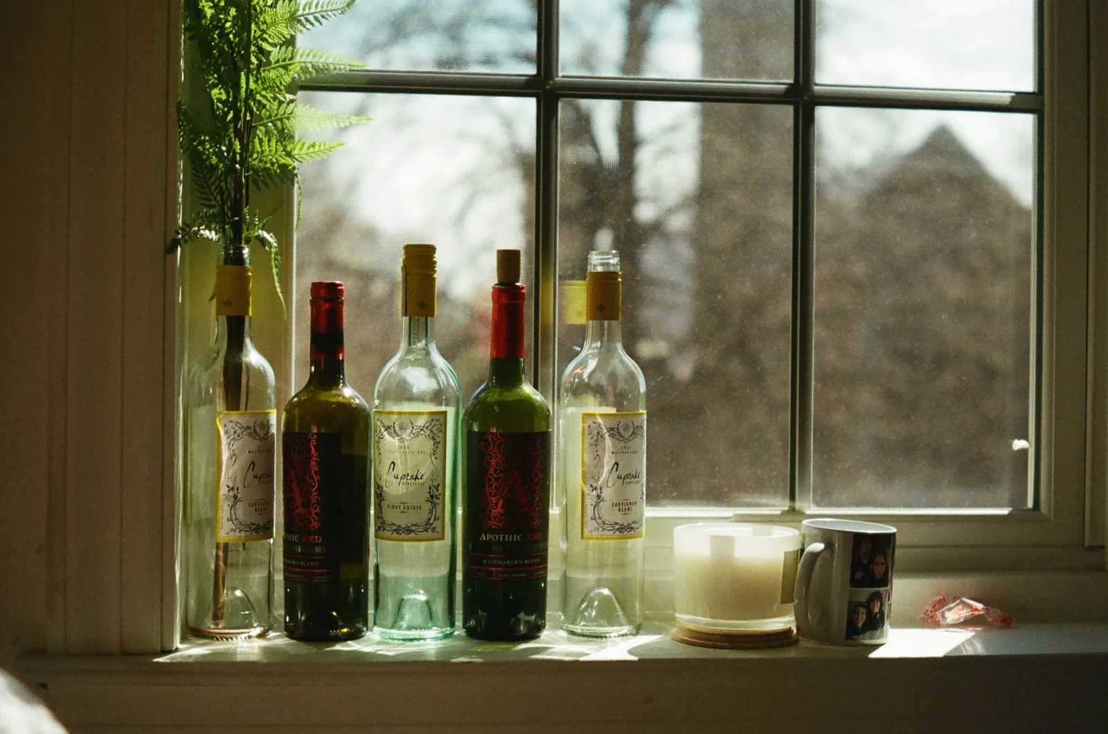 Film photo of empty wine bottles and a fern lined up on a sunlit windowsill.