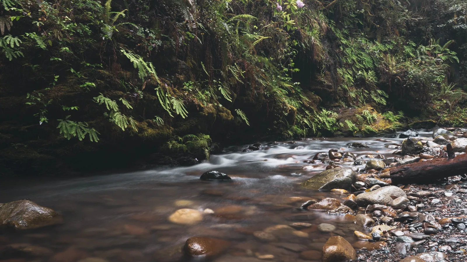 A forest stream flowing over smooth stones beneath overhanging ferns and moss-covered rock.