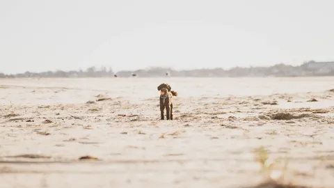 A small brown dog standing alone on a wide tidal flat, distant shoreline houses on the horizon.
