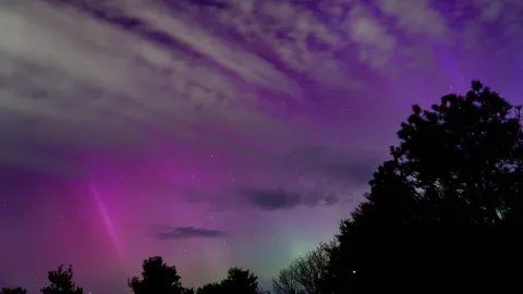 Purple, pink, and green aurora borealis glowing above a silhouetted pine treeline at night.