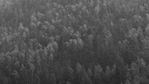 Black-and-white aerial view of a dense pine forest blanketing a hillside.