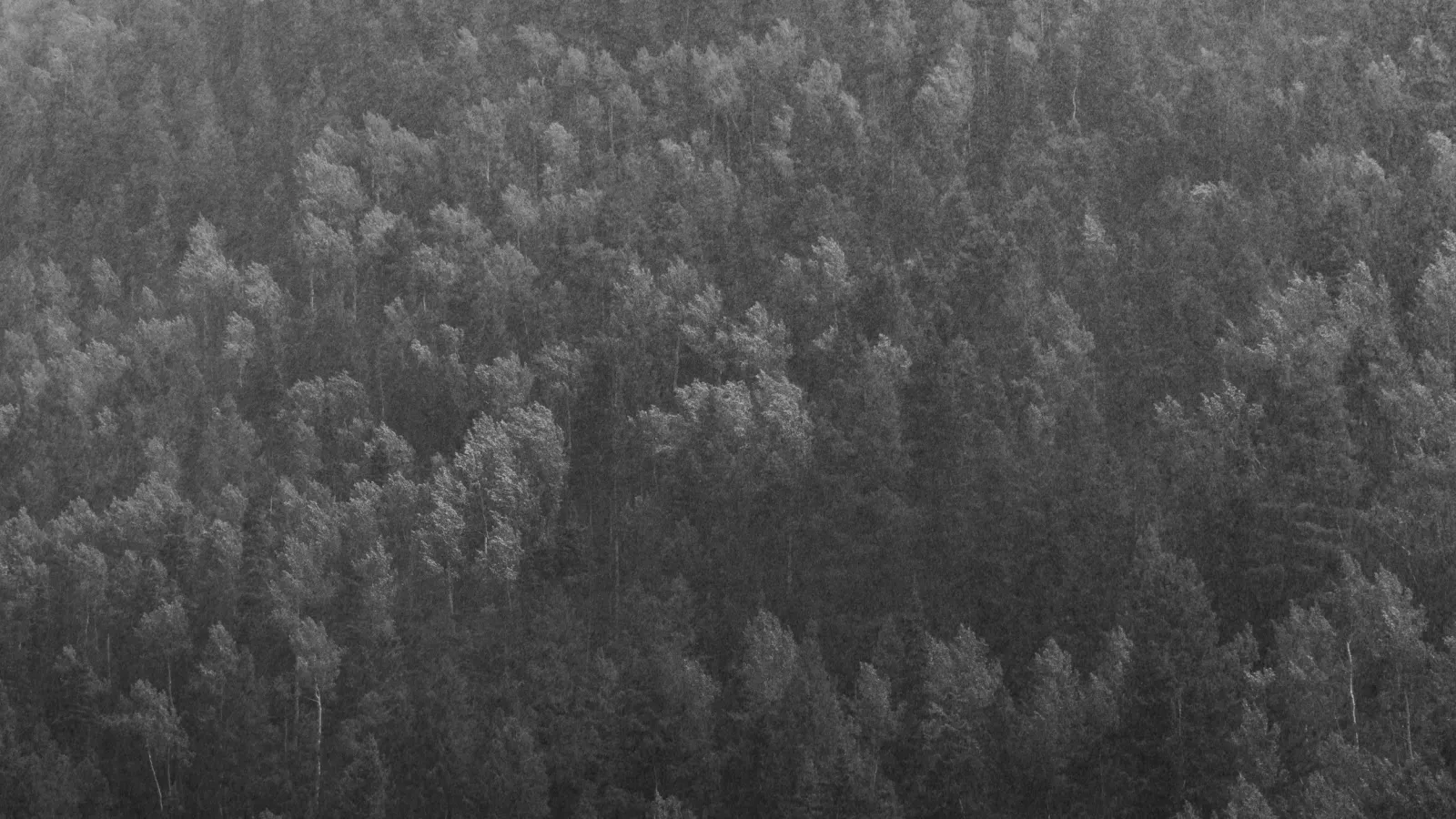 Black-and-white aerial view of a dense pine forest blanketing a hillside.