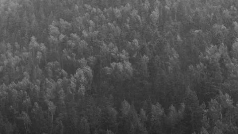 Black-and-white aerial view of a dense pine forest blanketing a hillside.