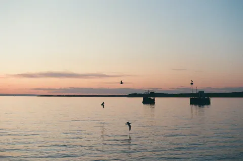 Film photo of three seagulls flying low over calm harbor water at dusk, two channel markers visible near the shore.