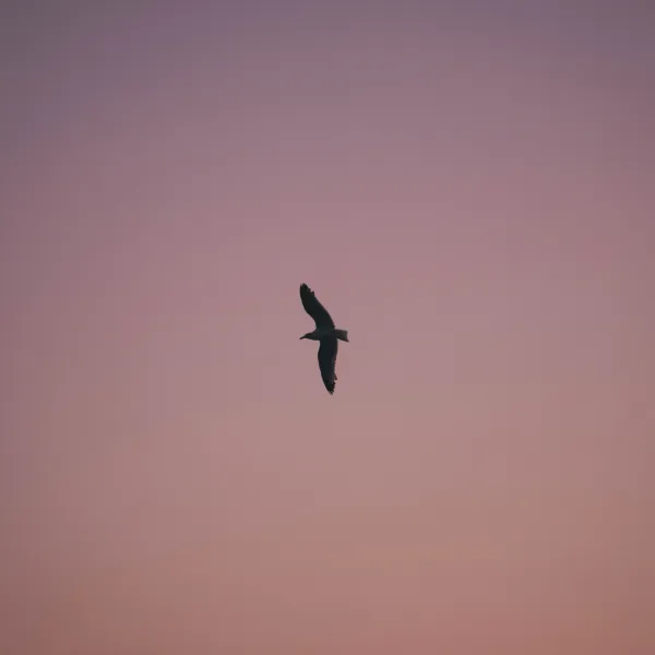A seagull in silhouette, wings spread, flying across a pink dusk sky.